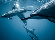 开云体育下载-三大球运动会篮球项目看点：职业青训队PK学生军